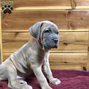 Divine, Cane Corso Puppy
