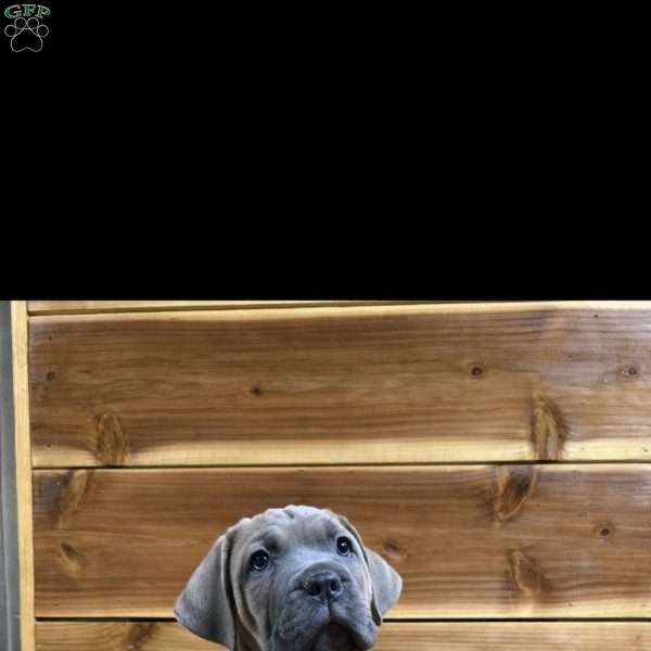 Divine, Cane Corso Puppy