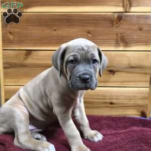 Divine, Cane Corso Puppy