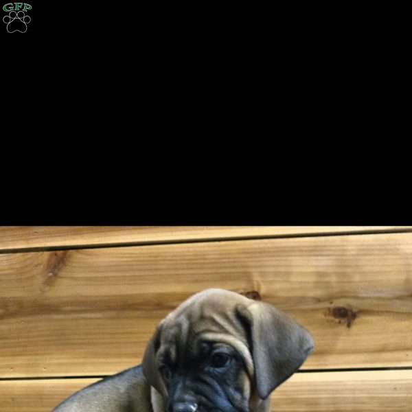 Dannie, Cane Corso Puppy