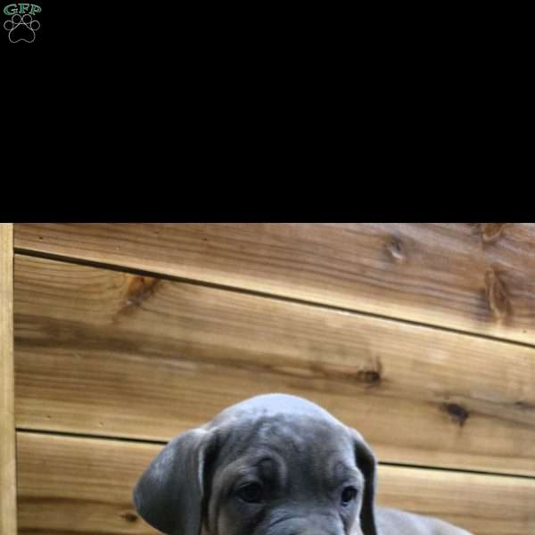 Dawn, Cane Corso Puppy