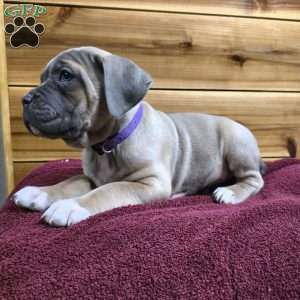 Dawn, Cane Corso Puppy