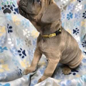 Diva, Cane Corso Puppy