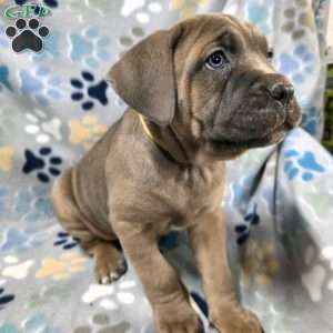 Diva, Cane Corso Puppy