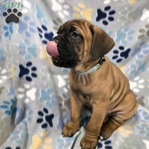 Destiny, Cane Corso Puppy