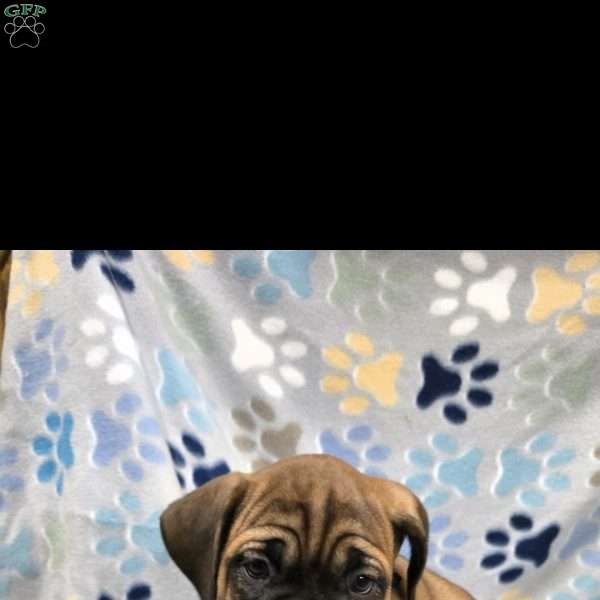 Destiny, Cane Corso Puppy