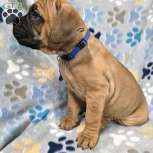 Dumpling, Cane Corso Puppy