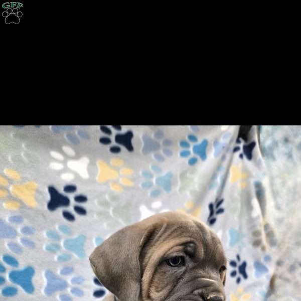 Dahlilah, Cane Corso Puppy