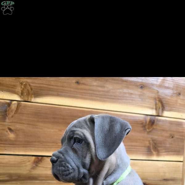 Daisy, Cane Corso Puppy