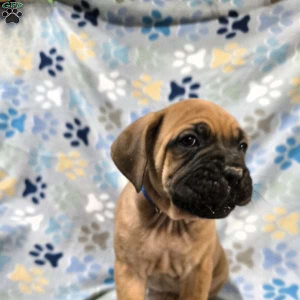 Dumpling, Cane Corso Puppy