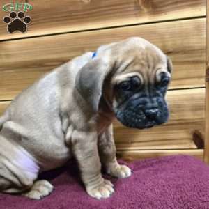 Dumpling, Cane Corso Puppy