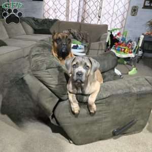 Destiny, Cane Corso Puppy