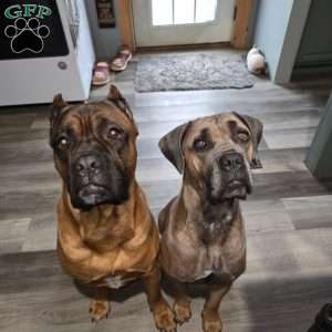 Destiny, Cane Corso Puppy