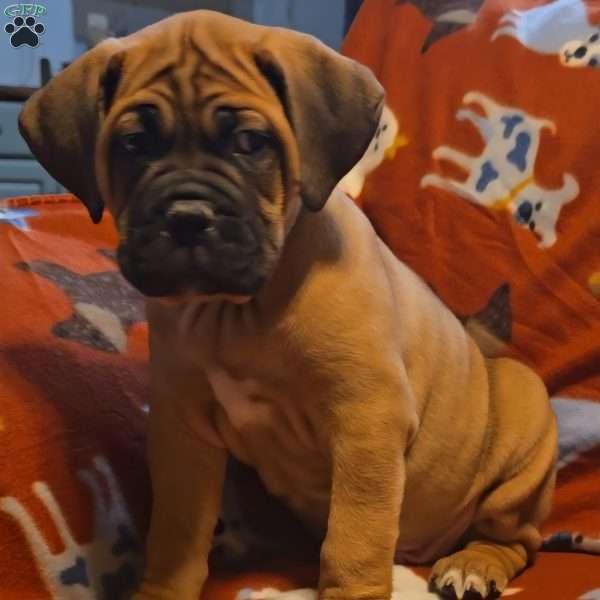 Dom, Cane Corso Puppy