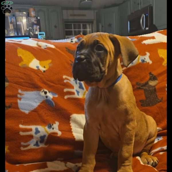 Dumpling, Cane Corso Puppy