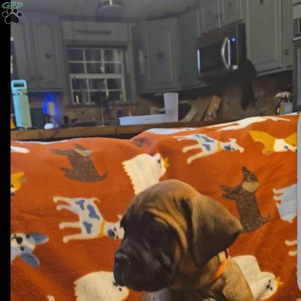 Dannie, Cane Corso Puppy