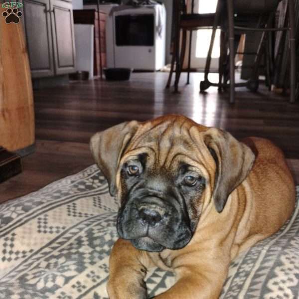 Destiny, Cane Corso Puppy