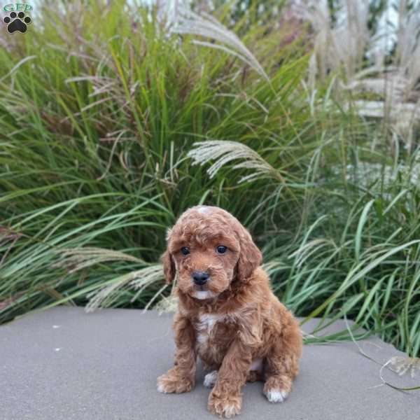 Braxton, Miniature Poodle Puppy
