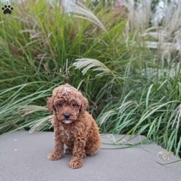 Bennett, Miniature Poodle Puppy