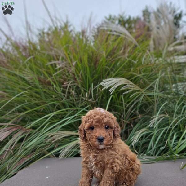 Banjo, Miniature Poodle Puppy