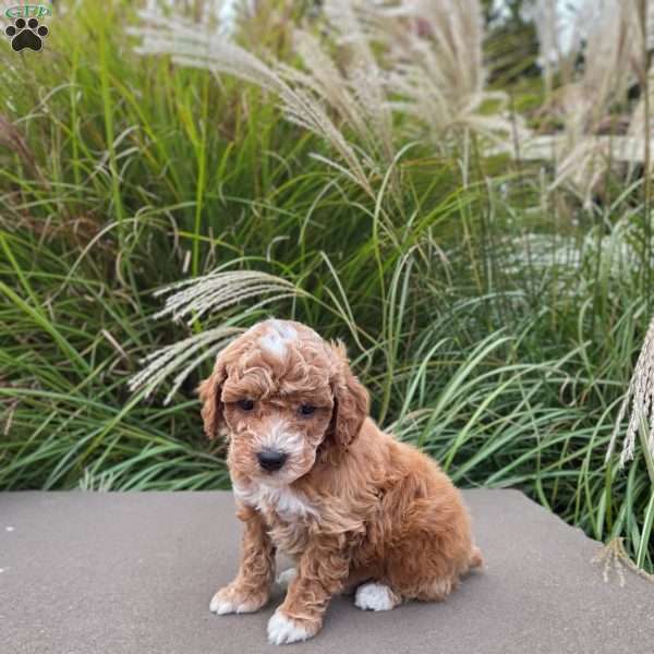Brody, Miniature Poodle Puppy