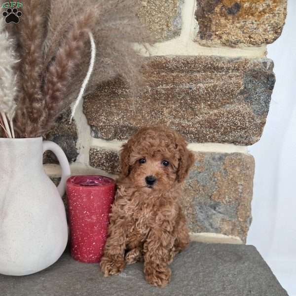 Darling, Miniature Poodle Puppy