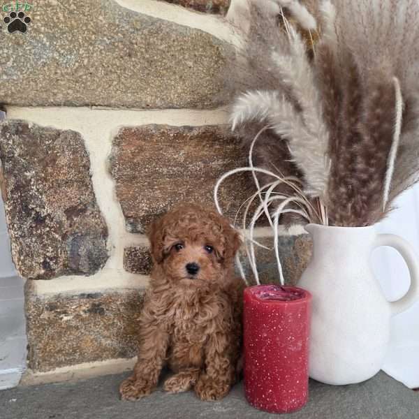 Dawn, Miniature Poodle Puppy
