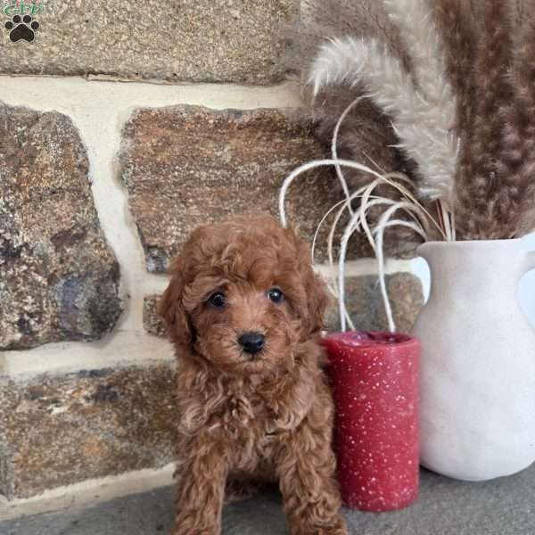 Dazzle, Miniature Poodle Puppy