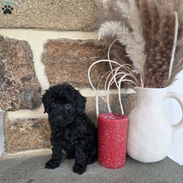 Dreamer, Miniature Poodle Puppy