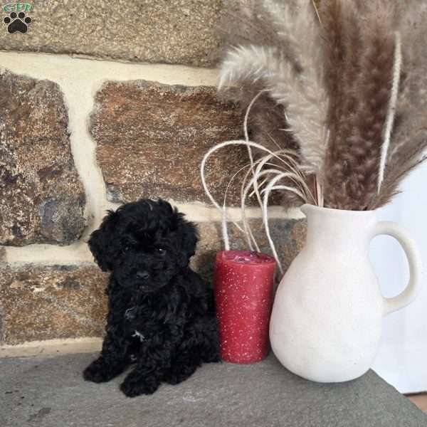 Destiny, Miniature Poodle Puppy