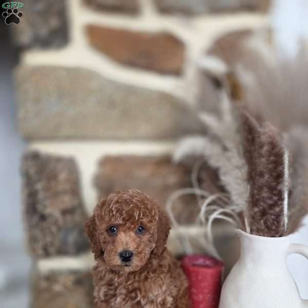 Desmond, Miniature Poodle Puppy