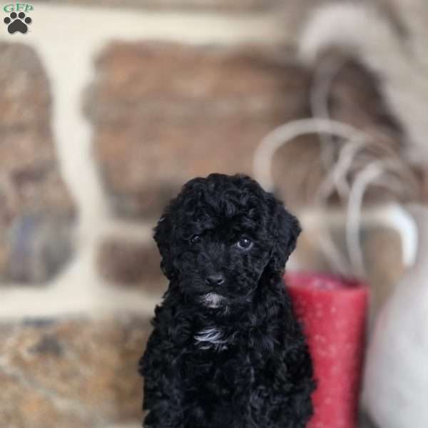 Dante, Miniature Poodle Puppy