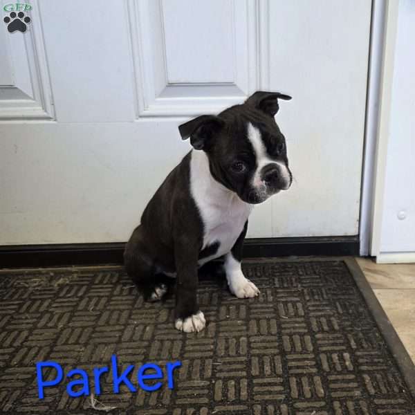 Parker, Boston Terrier Puppy