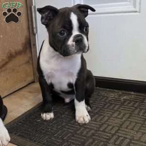 Parker, Boston Terrier Puppy