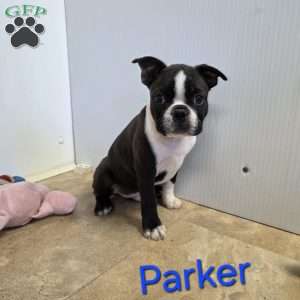 Parker, Boston Terrier Puppy
