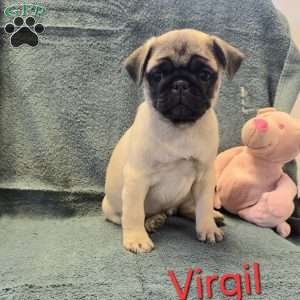 Virgil, Pug Puppy