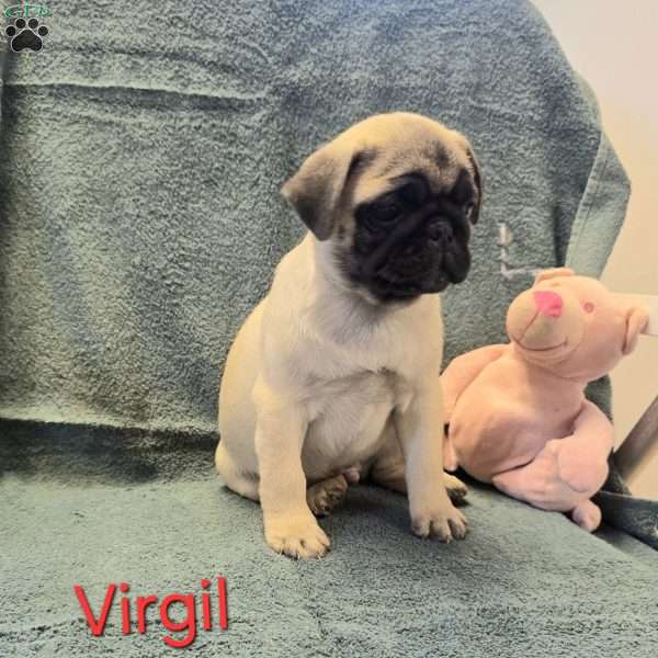 Virgil, Pug Puppy