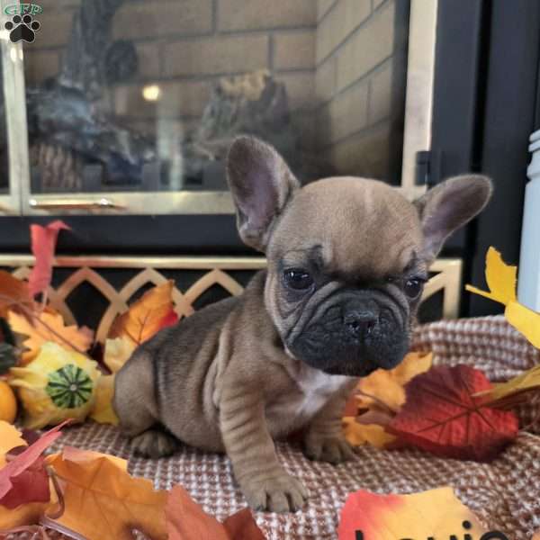 Louie, French Bulldog Puppy
