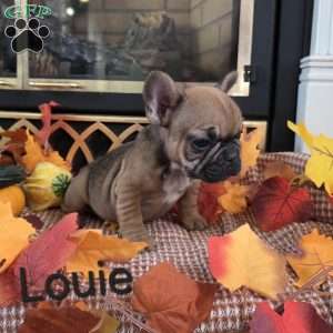 Louie, French Bulldog Puppy