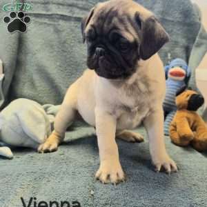 Vienna, Pug Puppy