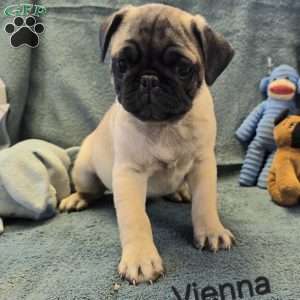 Vienna, Pug Puppy
