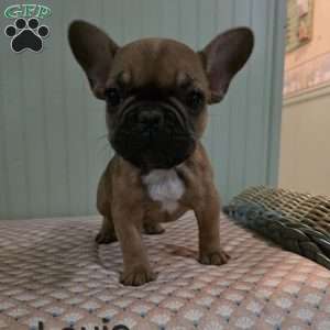 Louie, French Bulldog Puppy