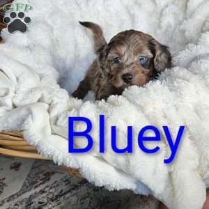 Bluey F1B, Mini Aussiedoodle Puppy