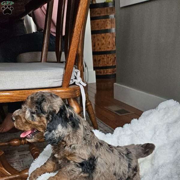 Slate F1B, Mini Aussiedoodle Puppy