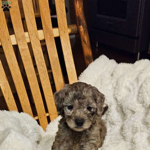 Pepples F1B, Mini Aussiedoodle Puppy
