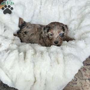 Bluey F1B, Mini Aussiedoodle Puppy