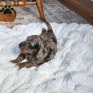 Bluey F1B, Mini Aussiedoodle Puppy