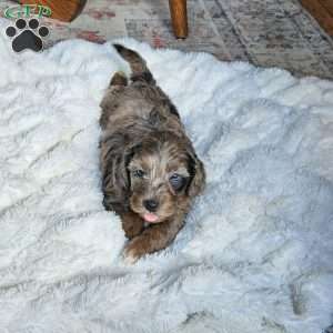 Bluey F1B, Mini Aussiedoodle Puppy