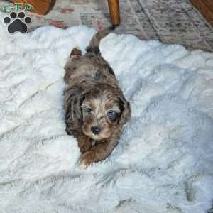 Bluey F1B, Mini Aussiedoodle Puppy
