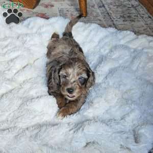 Bluey F1B, Mini Aussiedoodle Puppy
